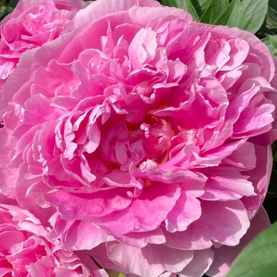 Mood Mix Peony Pack | 6 Herbaceous Peonies