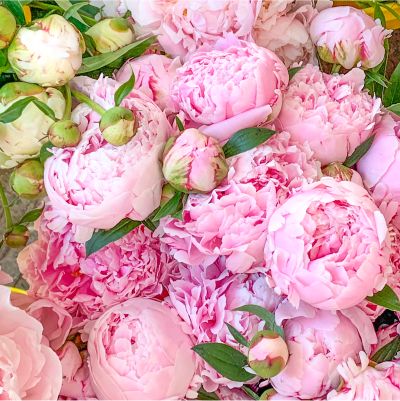 Shop Peony Plants for Sale - Paeonia - Peony's Envy — Peony's Envy