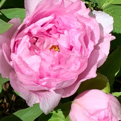 Shop Peony Plants for Sale - Paeonia - Peony's Envy  Peony's Envy