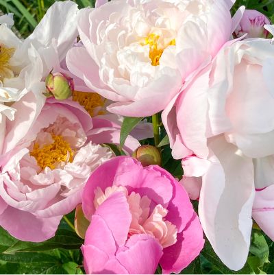 Shop Peony Plants for Sale - Paeonia - Peony's Envy — Peony's Envy