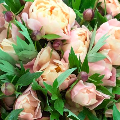 ブーケ ぴにーすーページ Peony Zuzu at peony nursery Peonyshop.com