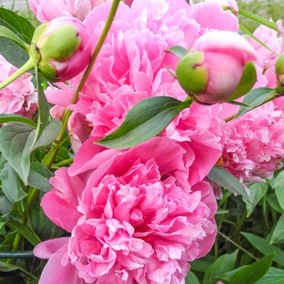 Shop Peony Plants for Sale - Paeonia - Peony's Envy — Peony's Envy