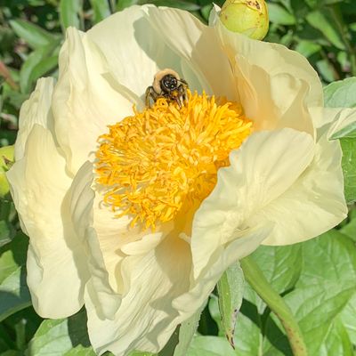 ピオニーページ Shop Peony Plants for Sale - Paeonia - Peony's Envy — Peony's Envy