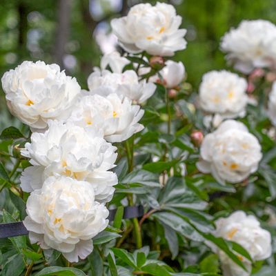 Shop Peony Plants for Sale - Paeonia - Peony's Envy — Peony's Envy