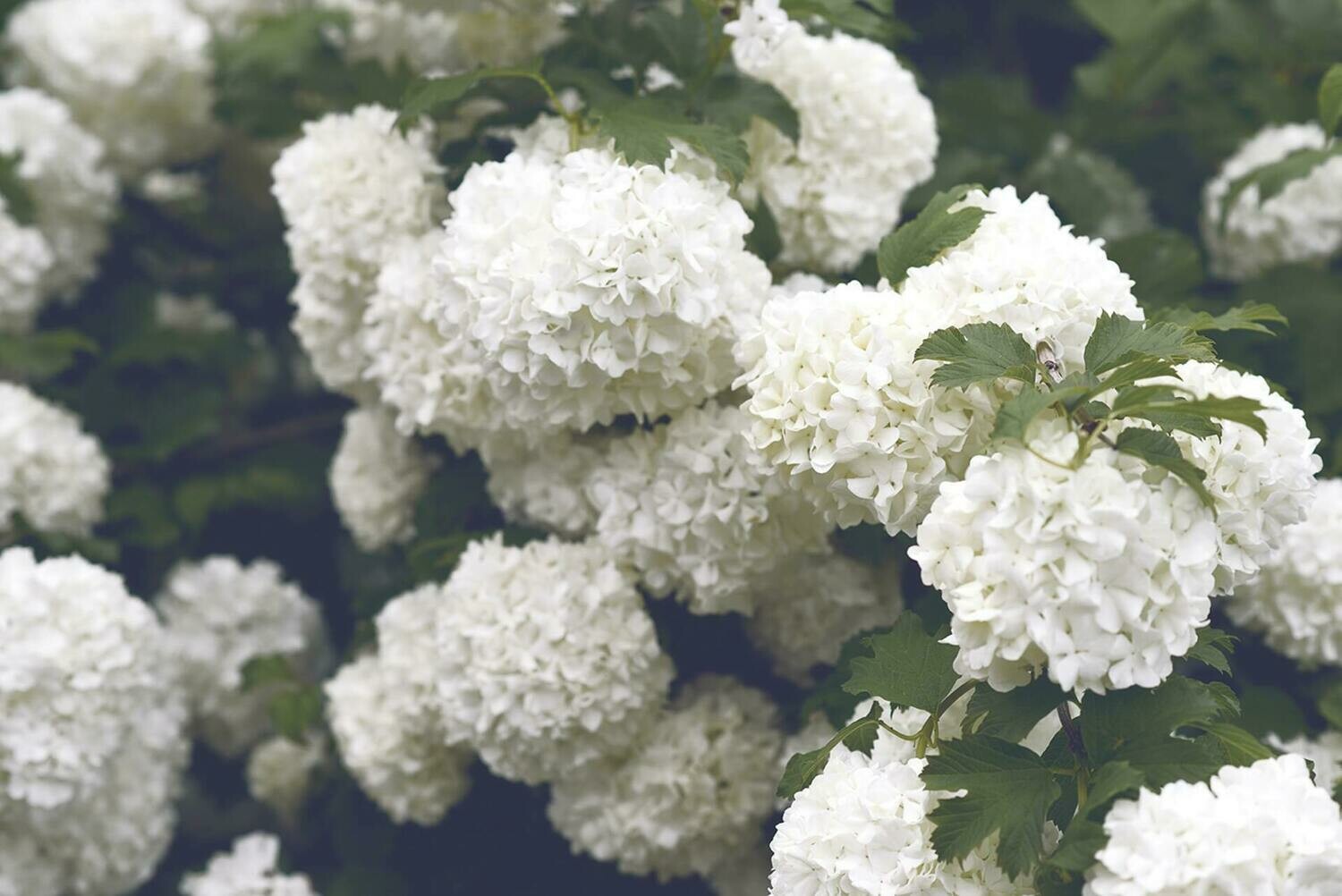 Hortensia Hydrangea Macrophylla, Blanca