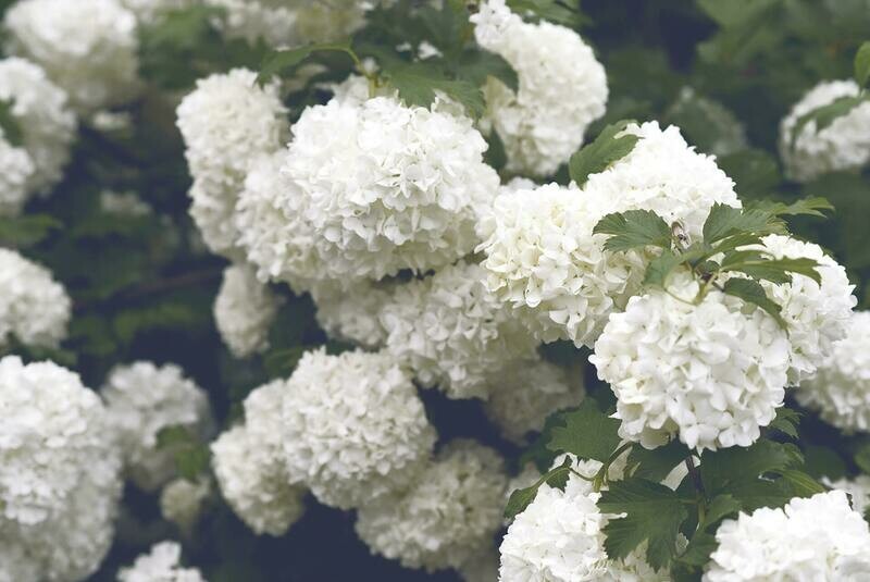 Hortensia Hydrangea Macrophylla, Blanca