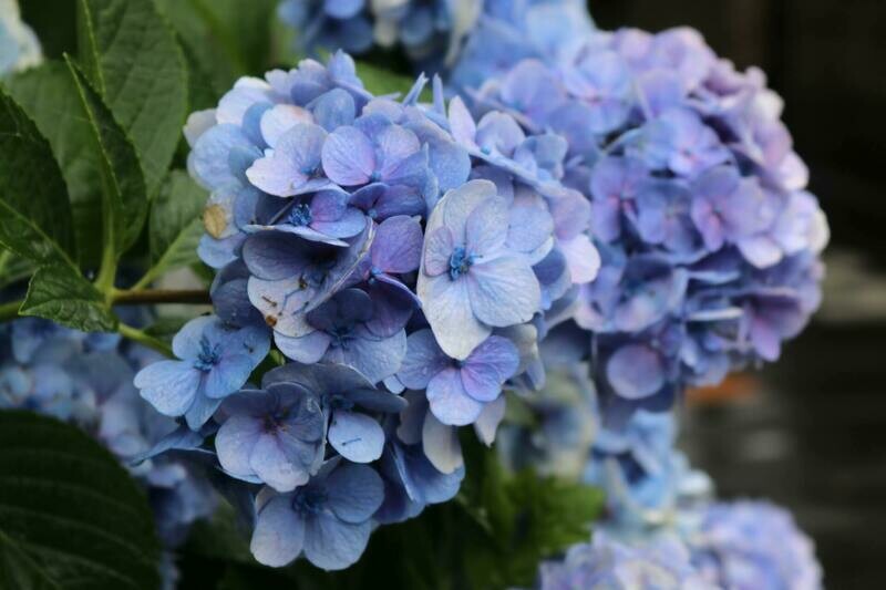 Hortensia Hydrangea Macrophylla, Color Azul