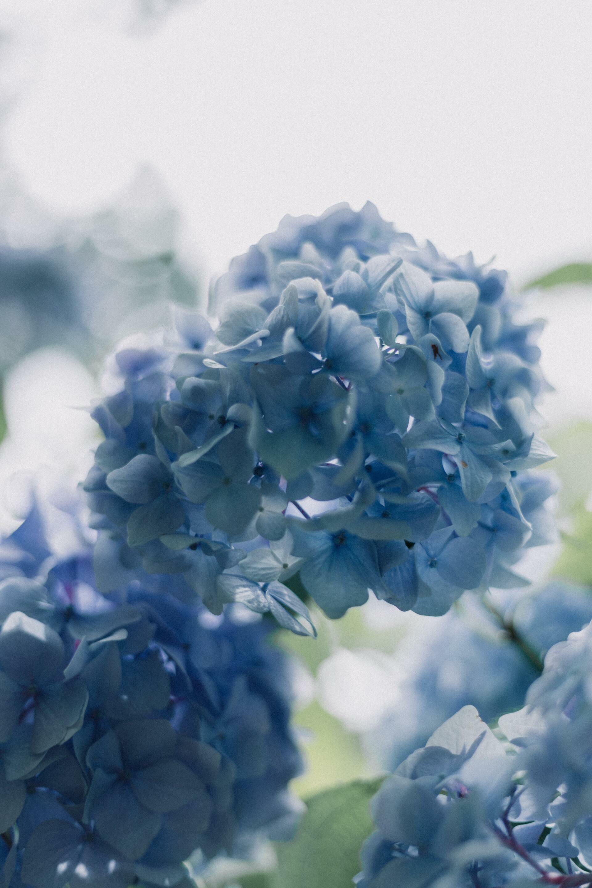 Hortensia Hydrangea Macrophylla, Color Azul