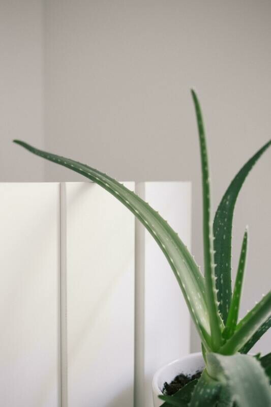 Aloe Vera