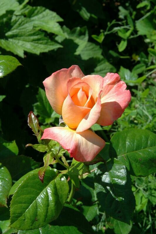 Rosal Aldof Horstmann