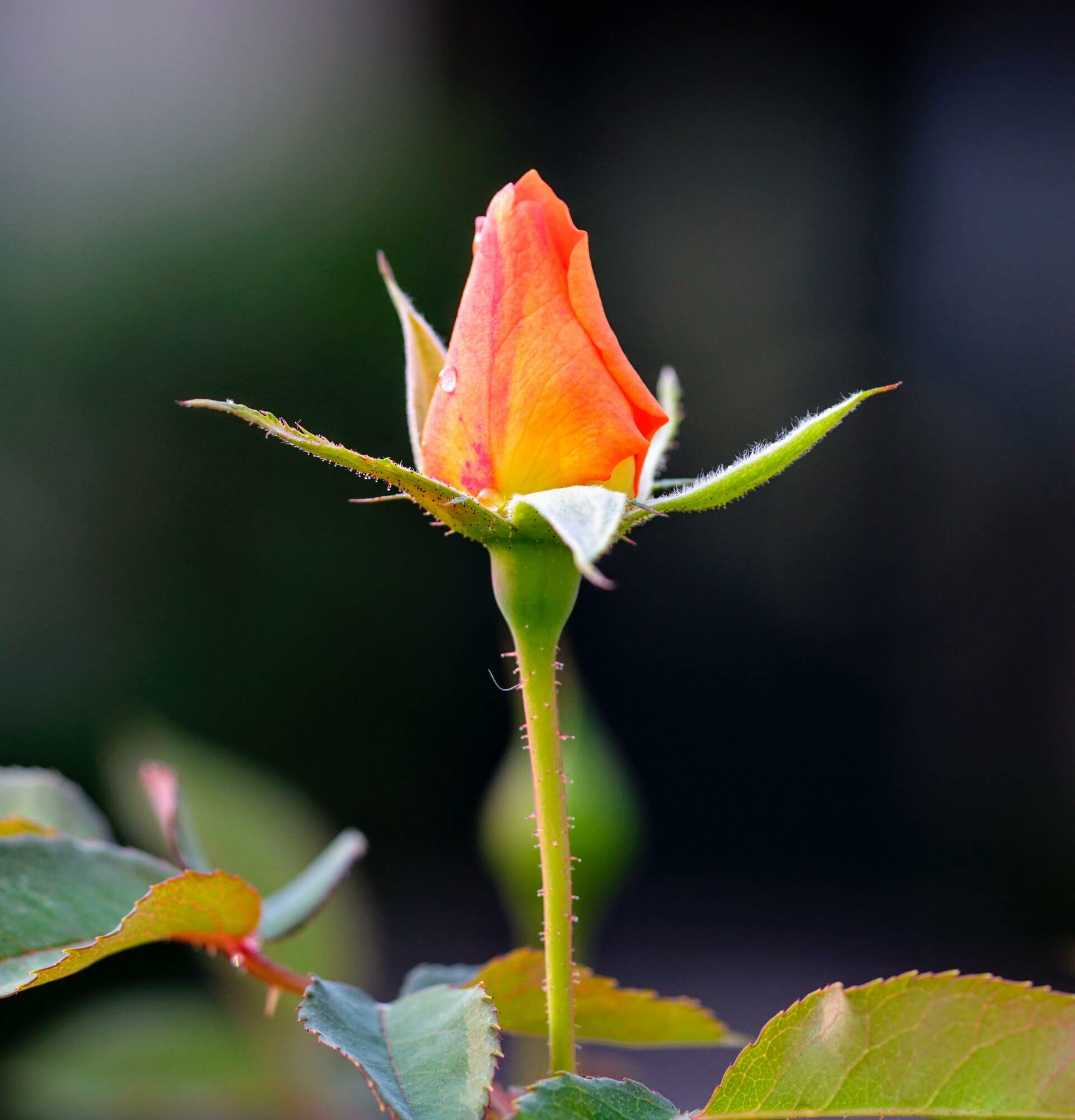 Rosal Aldof Horstmann