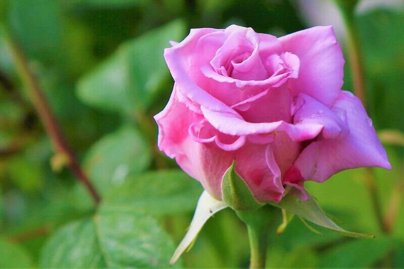 Rosal Queen Elisabeth
