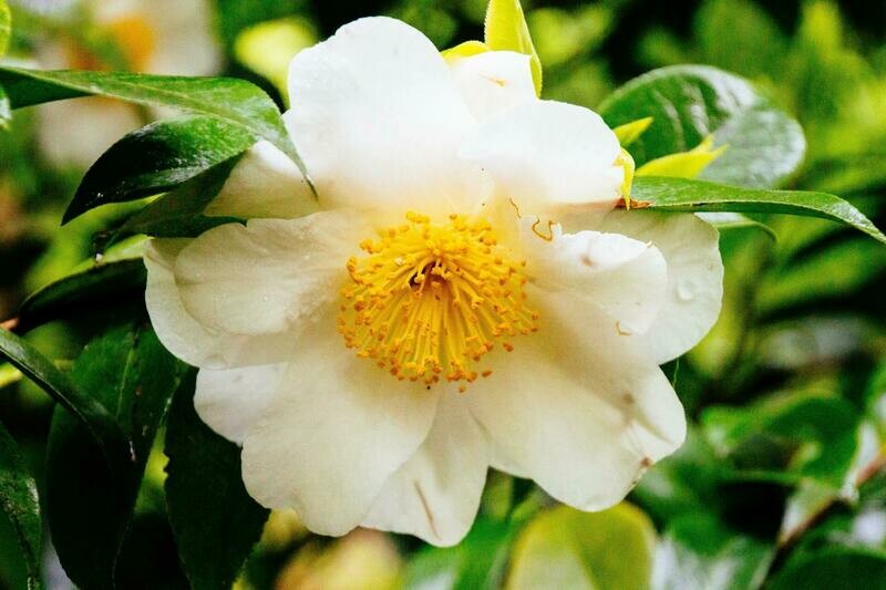 Camelia del Té, Camellia Sinensis