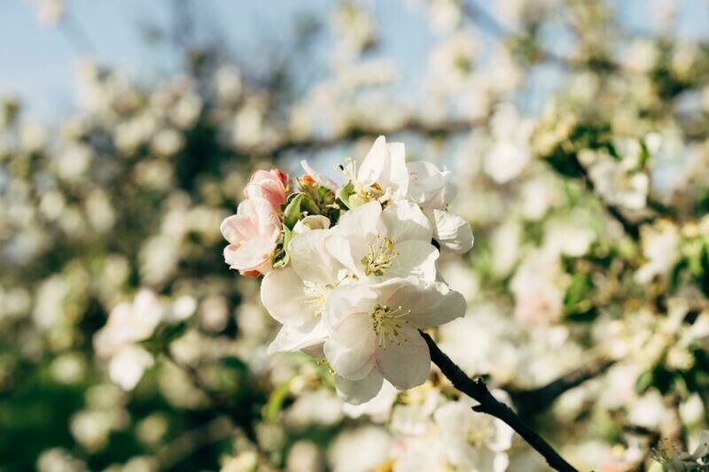 Manzano Granny Smith