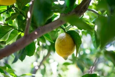 Limonero Citrus Limon