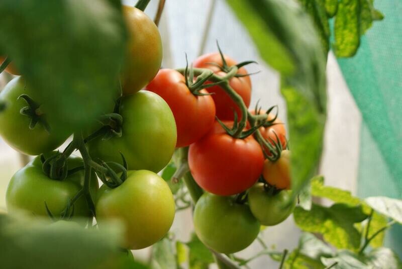 Tomate en Rama