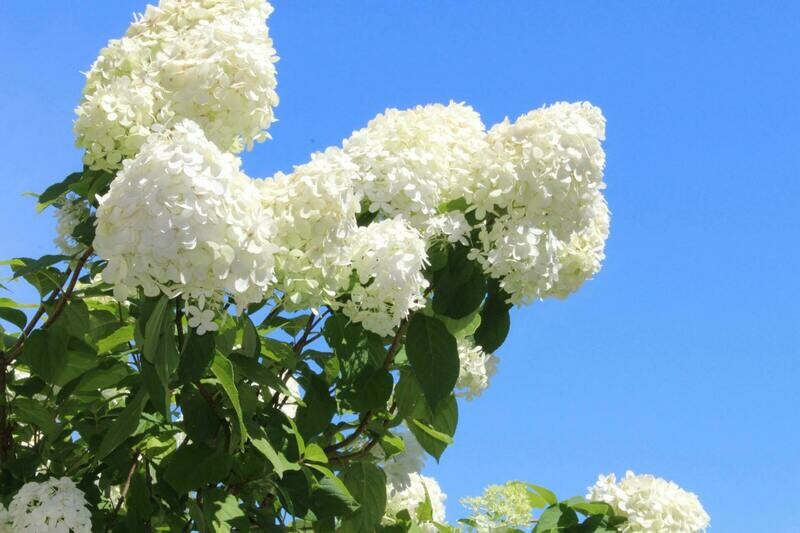 Hortensia  Hydrangea Paniculata Limelight