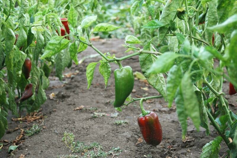 Pimientos Piquillo