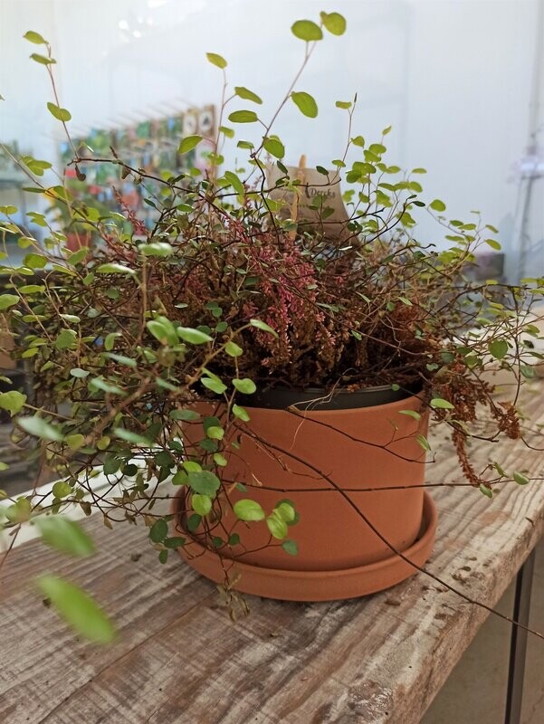 Small Ocher Cylindrical Planter and Plate