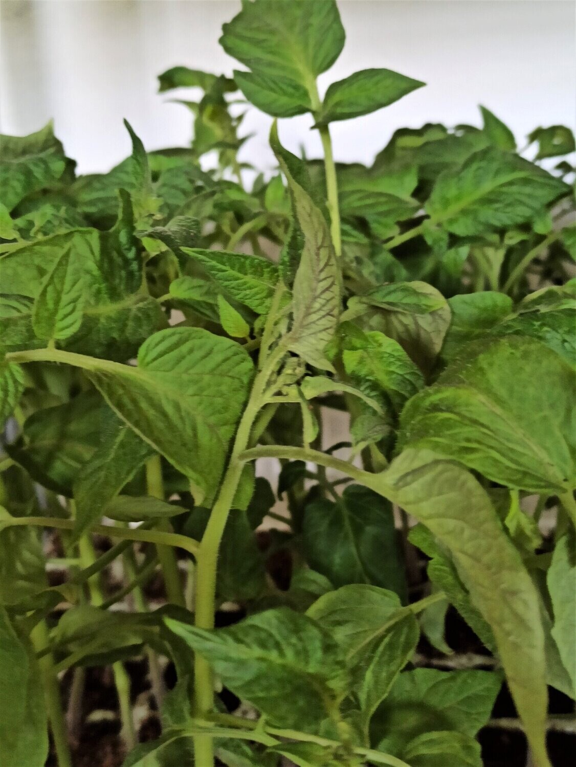 Tomate Negro de Santiago