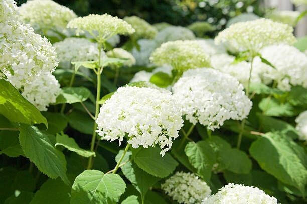 Hortensia Hydrangea Macrophylla, Annabelle