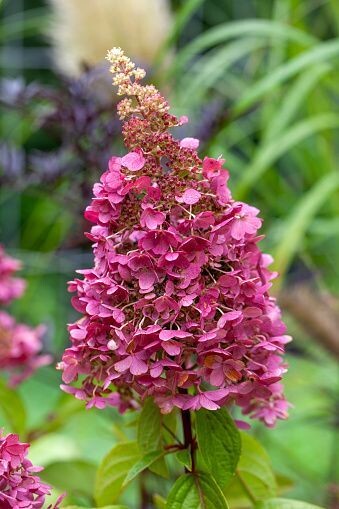 Hortensia  Hydrangea Paniculata Pink Diamont