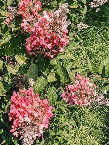 Hortensia  Hydrangea Paniculata Pink Diamont
