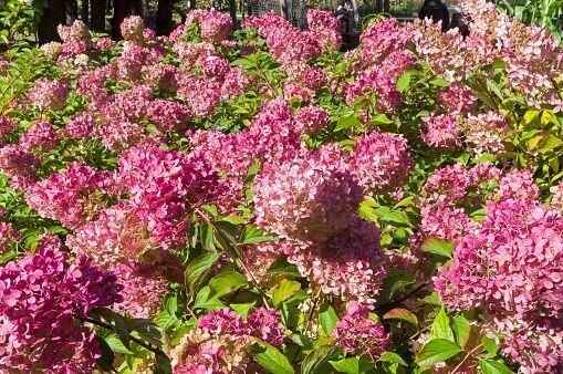 Hortensia Hydrangea Paniculata Vanille Fraise