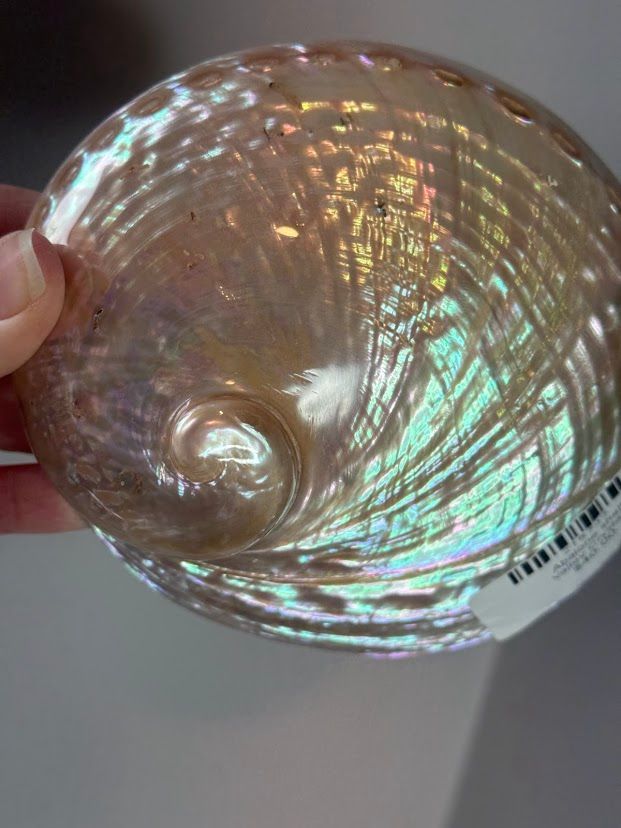 Abalone shell