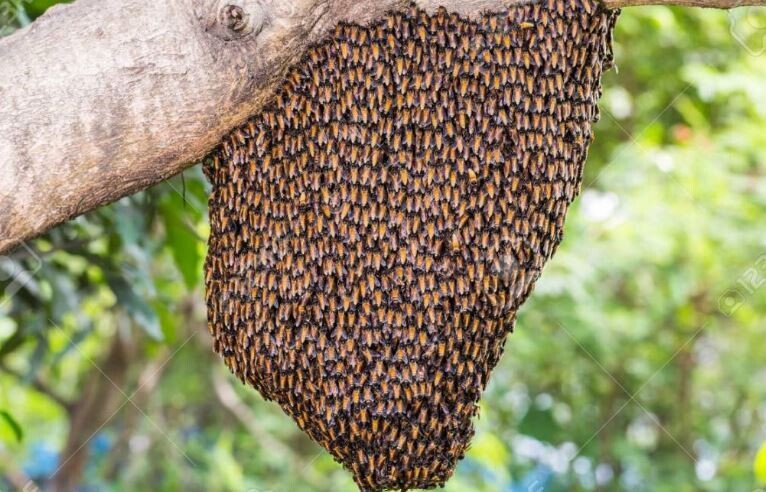 honey bee swarm removal