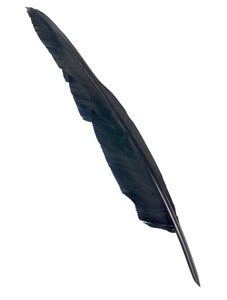 Black Feather Quill with Brass Nib 