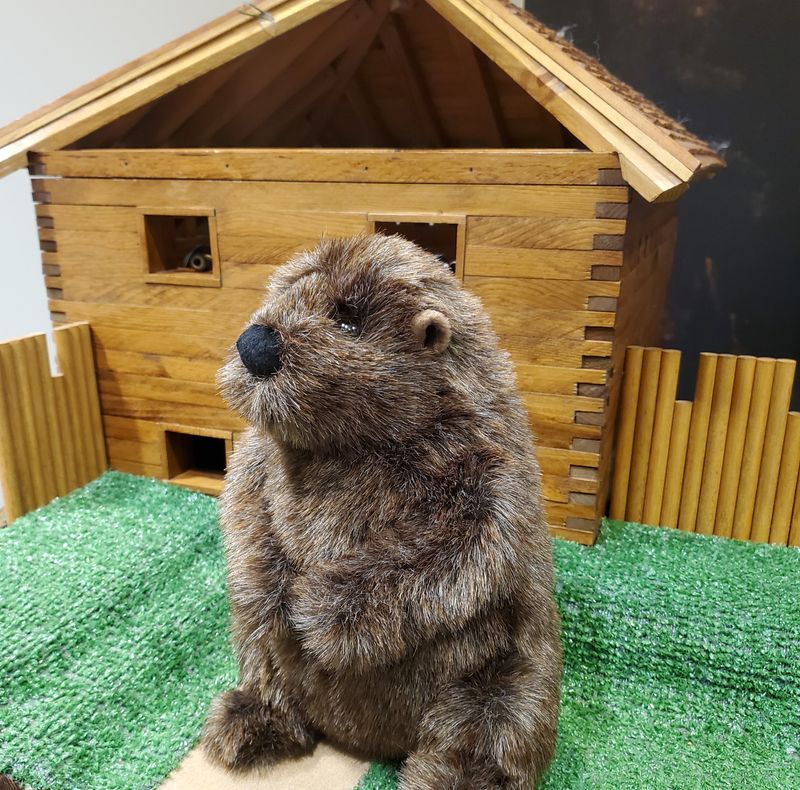 Mr. Chuck Wood Stuffed Groundhog 