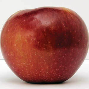 Apple Connell Red 11/16"