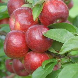 Apple Frostbite 7/16"