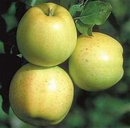 Apple Honeygold 11/16"