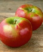 Apple Cortland 11/16"