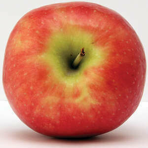 Apple Freedom 11/16"