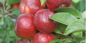 Apple Haralson 11/16"