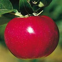 Apple McIntosh 11/16"