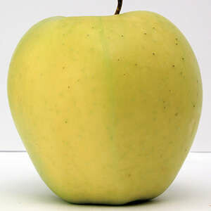 Apple Yellow Transparent 11/16" STD