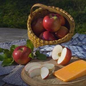 Apple Snow Sweet 9/16"