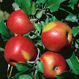 Apple Sweet Sixteen 11/16"
