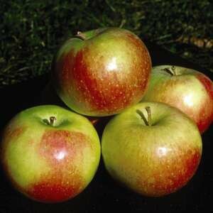 Apple Wealthy 11/16 Apple Wealthy 11/16"