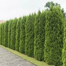 Arborvitae Emerald Green  #7 