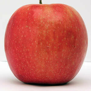 Apple Wolf River 11/16" STD