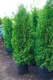 Arborvitae Brandon #5