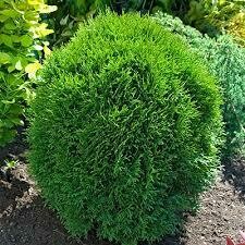 Arborvitae Little Giant #3