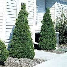 Arborvitae Holmstrup #5