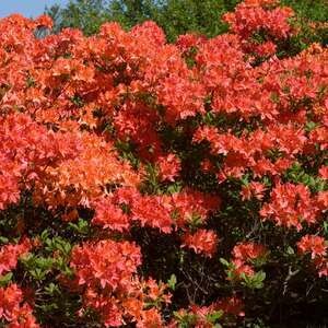 Azalea Mandarin Lights #2