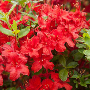 Azalea Electric Lights Red #2